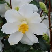 Camellia 'Lily Pons'