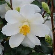 Camellia 'Lily Pons' (11/01/2016)  added by Shoot)