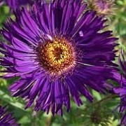 Aster novae-angliae 'Helen Picton' (11/01/2016)  added by Shoot)