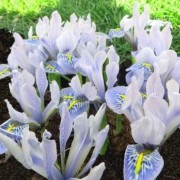 Iris 'Sheila Ann Germaney' (20/06/2016) Iris 'Sheila Ann Germaney' added by Shoot)