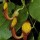 Aristolochia sempervirens (14/01/2016)  added by Shoot)