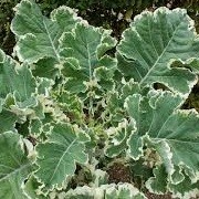 Brassica oleracea var. ramosa 'D'Aubenton Panache' (14/01/2016)  added by Shoot)