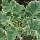 Brassica oleracea var. ramosa 'D'Aubenton Panache' (14/01/2016)  added by Shoot)