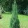  (02/03/2018) Juniperus scopulorum 'Skyrocket' added by Shoot)