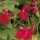 Salvia greggii 'Navajo Bright Red' (Navajo Series) (14/01/2016)  added by Shoot)
