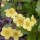Waldsteinia fragarioides (18/01/2016)  added by Shoot)