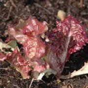 Lactuca sativa 'New Red Fire' (18/01/2016)  added by Shoot)