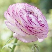 Ranunculus 'Picotee Pink' (07/03/2016)  added by Shoot)