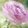 Ranunculus 'Picotee Pink' (07/03/2016)  added by Shoot)