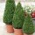 Buxus sempervirens clipped cone (07/03/2016)  added by Shoot)
