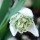 Galanthus 'Lady Beatrix Stanley' (07/03/2016)  added by Shoot)