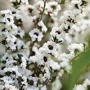 Leptospermum scoparium 'Snow White' (07/03/2016)  added by Shoot)