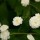 Ranunculus aconitifolius (07/03/2016)  added by Shoot)
