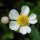 Ranunculus amplexicaulis (07/03/2016)  added by Shoot)