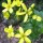 Ranunculus cortusifolius (02/03/2016)  added by Shoot)
