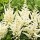 Astilbe chinensis 'Vision in White' (02/03/2016)  added by Shoot)
