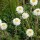 Helichrysum bellum (02/03/2016)  added by Shoot)