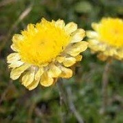Helichrysum rutidolepis (02/03/2016)  added by Shoot)