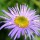 Aster stracheyi (02/03/2016)  added by Shoot)