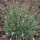 Dianthus arpadianus var. pumilus (02/03/2016)  added by Shoot)