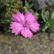 Dianthus haematocalyx subsp. pindicola (02/03/2016)  added by Shoot)