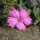 Dianthus haematocalyx subsp. pindicola (02/03/2016)  added by Shoot)
