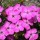 Dianthus pavonius (02/03/2016)  added by Shoot)