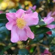 Camellia sasanqua 'Hugh Evans' (01/03/2016)  added by Shoot)