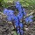 Scilla Siberica Added by Chris Padget