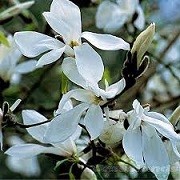 Magnolia salicifolia 'Wada's Memory' (01/03/2016)  added by Shoot)