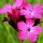 Dianthus sanguineus (01/03/2016)  added by Shoot)