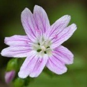 Claytonia sibirica (01/03/2016)  added by Shoot)