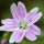 Claytonia sibirica (01/03/2016)  added by Shoot)