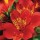 Alstroemeria 'Mars' (Planet Series) (01/03/2016)  added by Shoot)