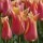 Tulipa 'Marianne' (01/03/2016)  added by Shoot)