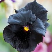 Viola 'Black Moon'