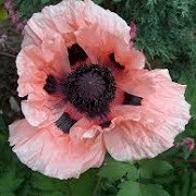 Papaver orientale (any variety) (01/03/2016)  added by Shoot)