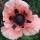 Papaver orientale (any variety) (01/03/2016)  added by Shoot)