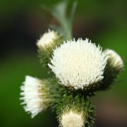 Cirsium rivulare 'Frosted Magic' (16/03/2016)  added by Shoot)
