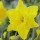 Narcissus 'Dellan' (23/03/2016)  added by Shoot)