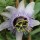 Passiflora 'Betty Myles Young' (23/03/2016)  added by Shoot)