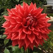 Dahlia 'Winkie Colonel'  (23/03/2016)  added by Shoot)