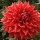 Dahlia 'Winkie Colonel'  (23/03/2016)  added by Shoot)