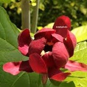 Calycanthus floridus 'Aphrodite' (23/03/2016)  added by Shoot)