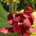 Calycanthus floridus 'Aphrodite' (23/03/2016)  added by Shoot)