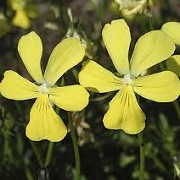 Viola 'Butterpat'