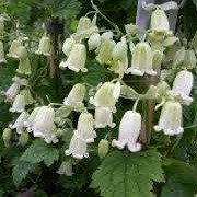 Clematis fasciculiflora (29/03/2016)  added by Shoot)