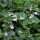  (24/01/2022) Clinopodium menthifolium added by Shoot)