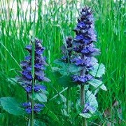Ajuga genevensis (29/03/2016)  added by Shoot)