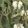 Phlomis purpurea 'Alba' (29/03/2016)  added by Shoot)